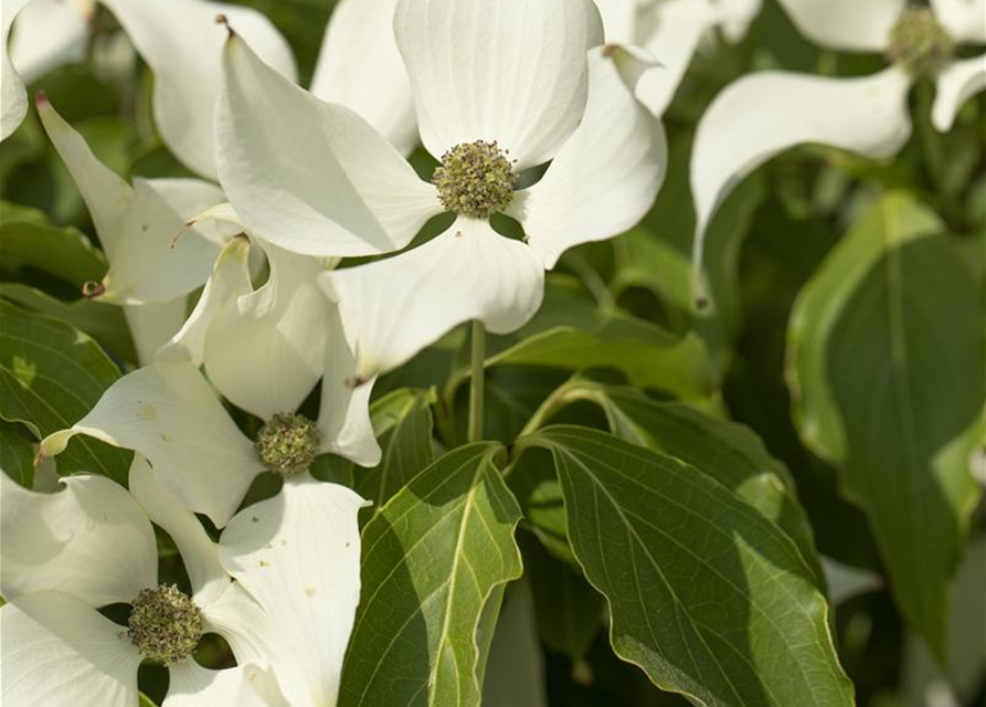 Cornus kousa Satomi