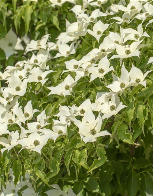 Cornus kousa Satomi