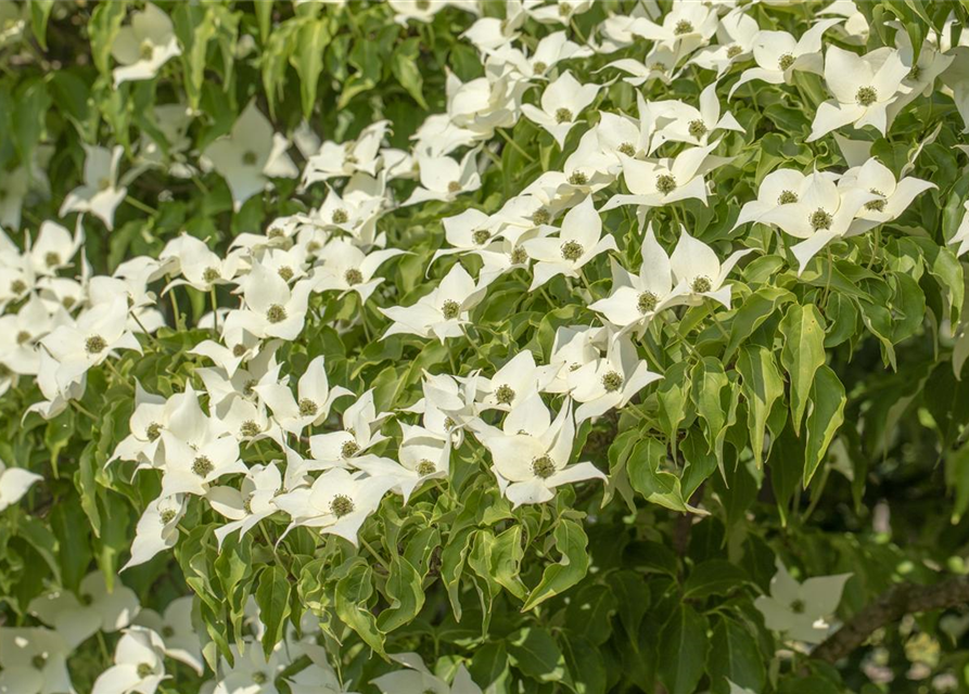 Cornus kousa Satomi