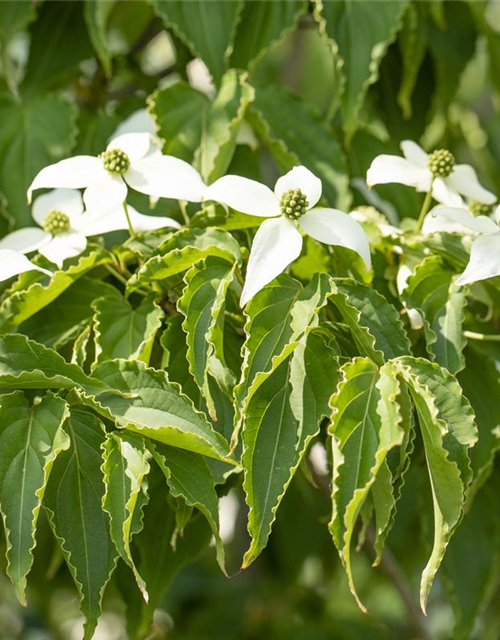 Cornus kousa Satomi