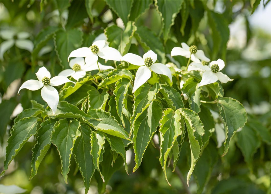 Cornus kousa Satomi