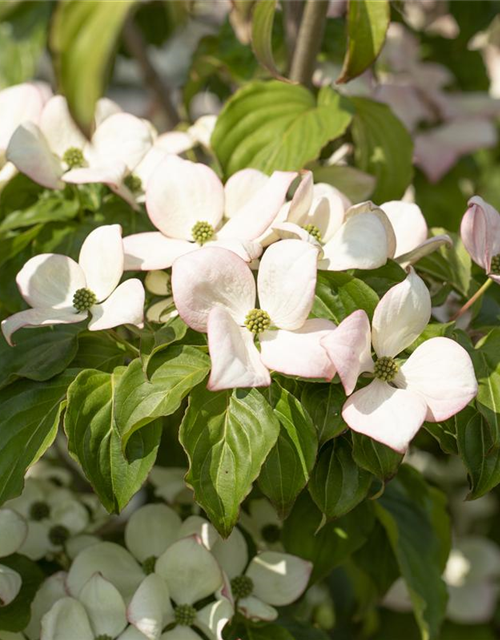 Cornus kousa Satomi