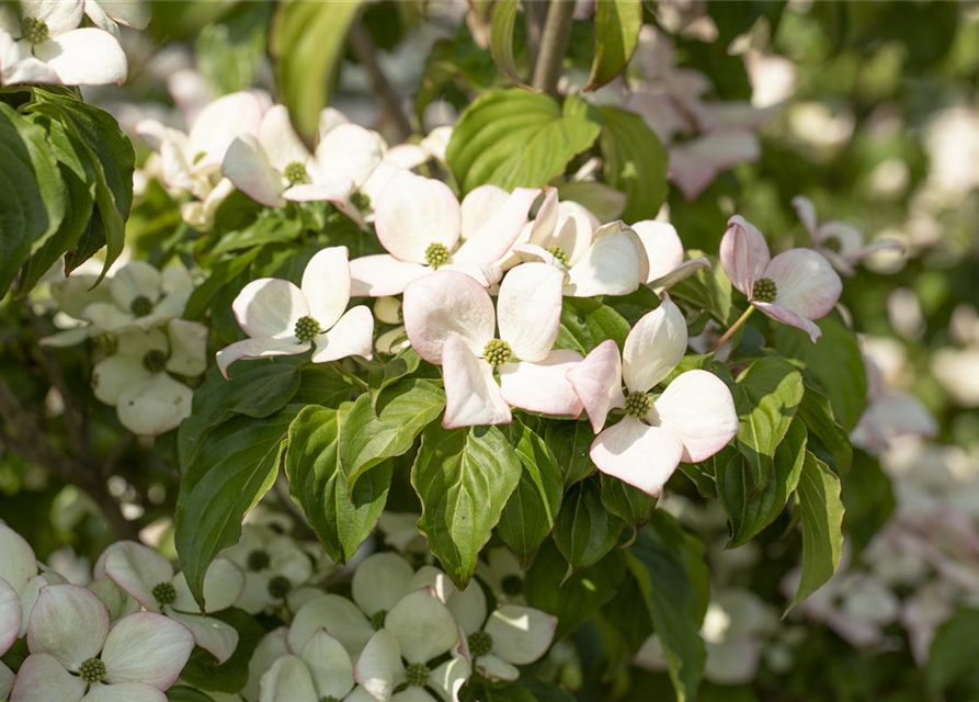 Cornus kousa Satomi