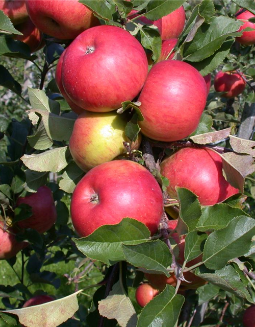 Malus domestica Topaz