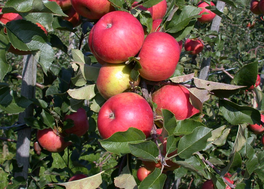 Malus domestica Topaz