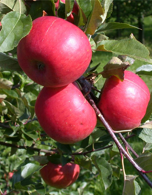 Malus domestica Topaz