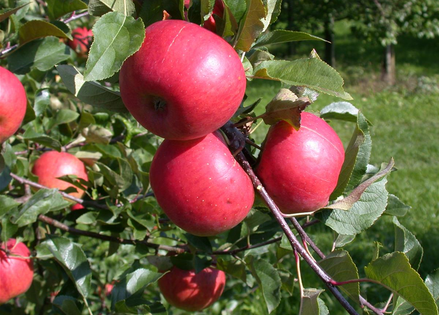 Malus domestica Topaz