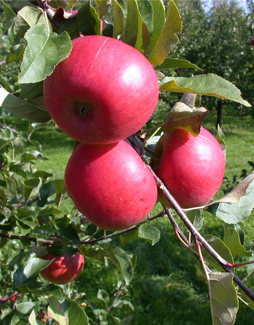 Malus domestica Topaz