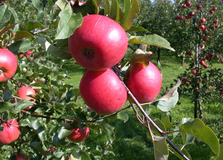 Malus domestica Topaz