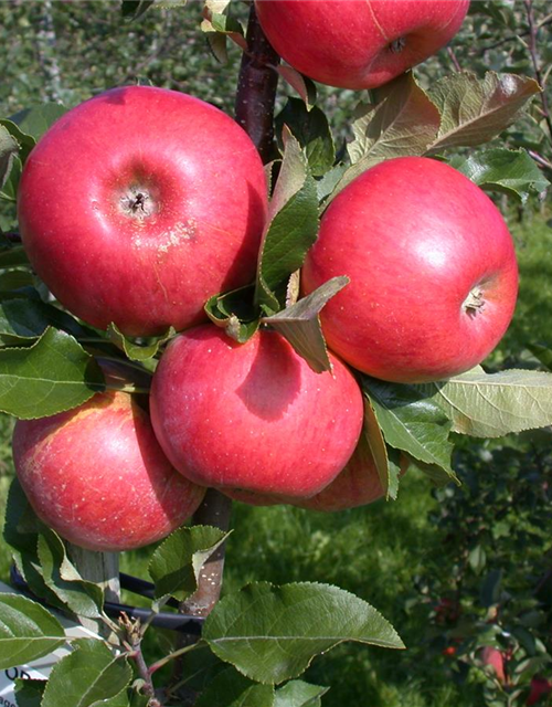 Malus domestica Topaz