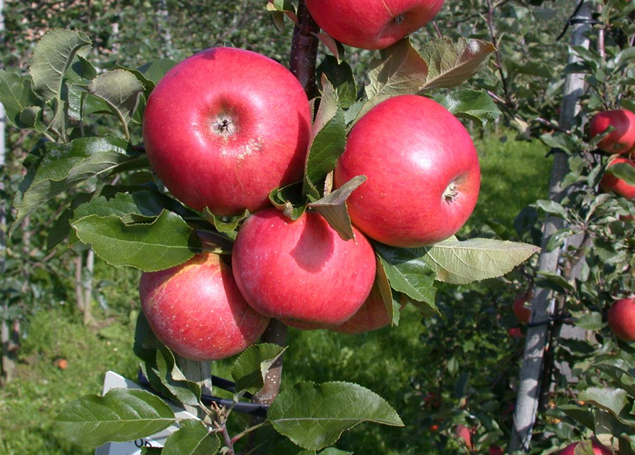 Malus domestica Topaz