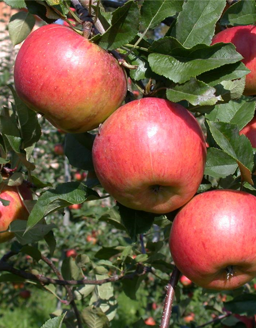 Malus domestica Topaz