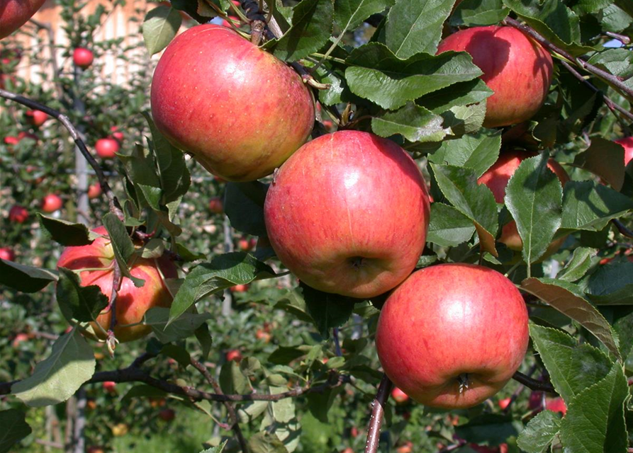 Malus domestica Topaz