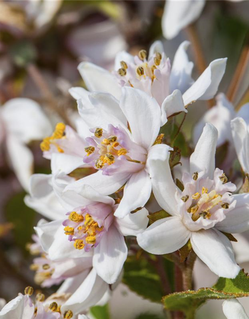 Deutzia kalmiflora