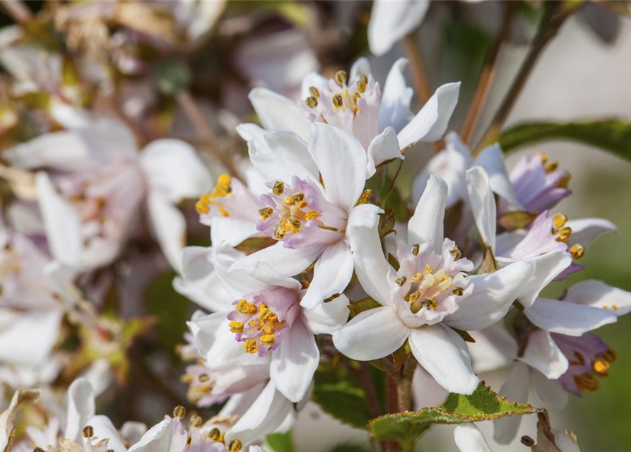 Deutzia kalmiflora