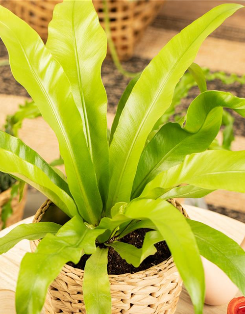 Asplenium antiquum Leslie