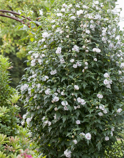 Hibiscus syriacus Speciosus