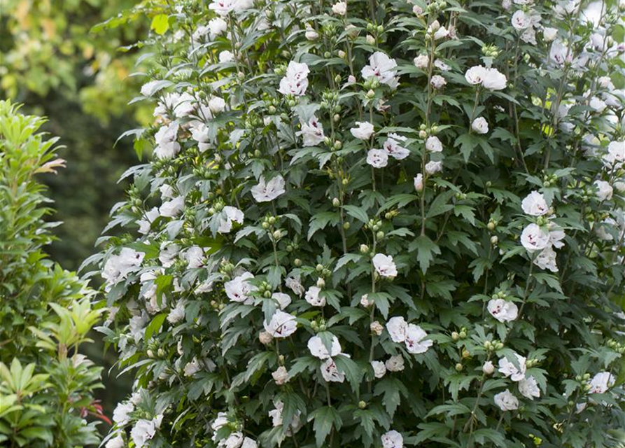 Hibiscus syriacus Speciosus