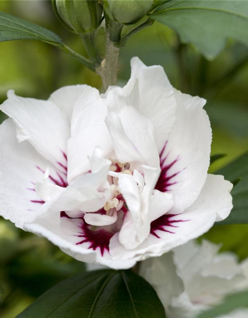 Hibiscus syriacus Speciosus