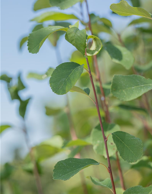 Amelanchier alnifolia Obelisk