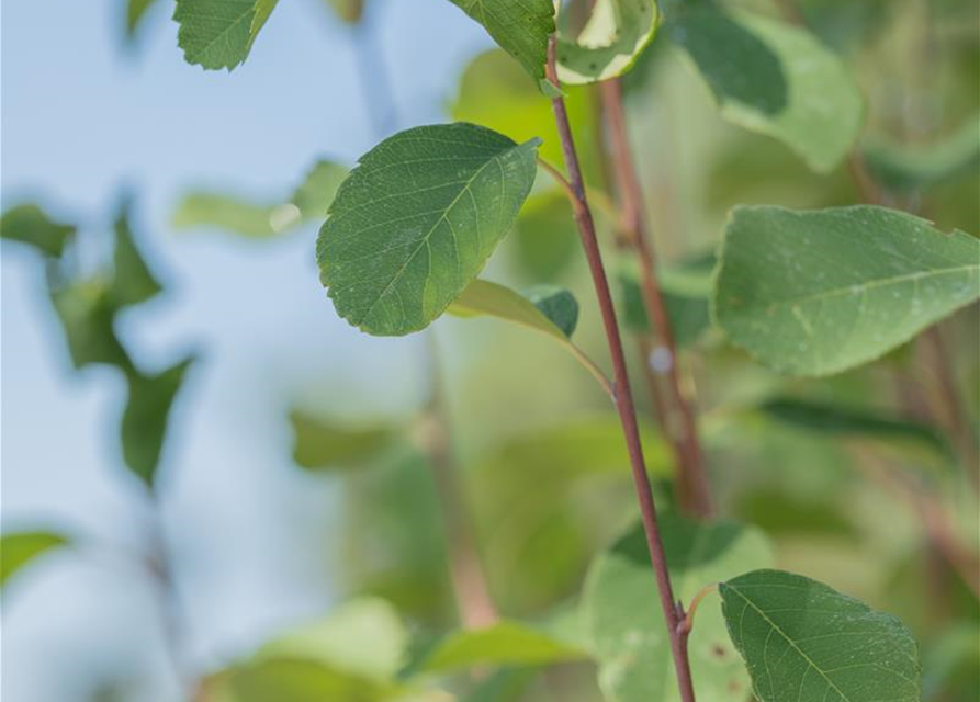 Amelanchier alnifolia Obelisk