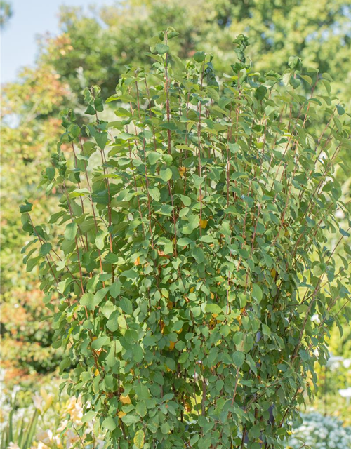 Amelanchier alnifolia Obelisk