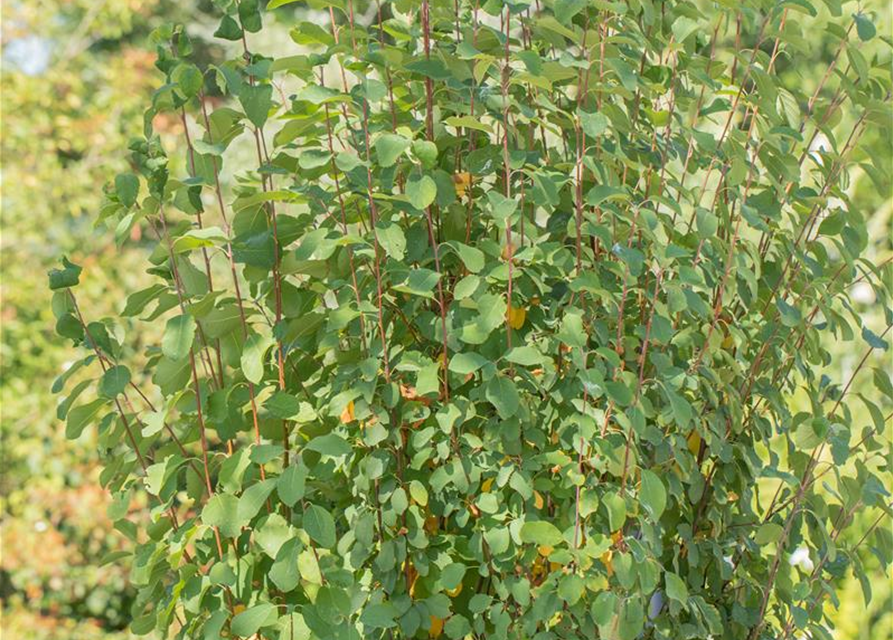 Amelanchier alnifolia Obelisk