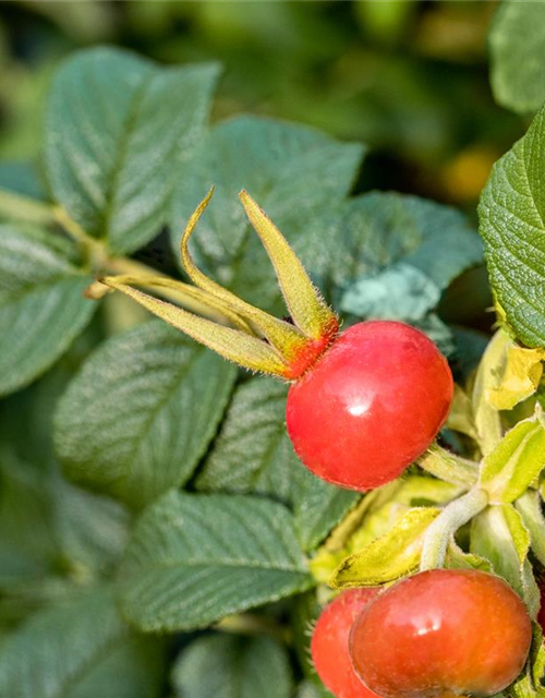 Rosa rugosa