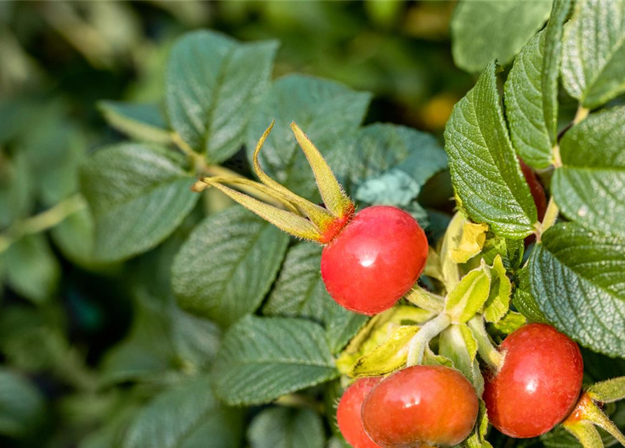 Rosa rugosa