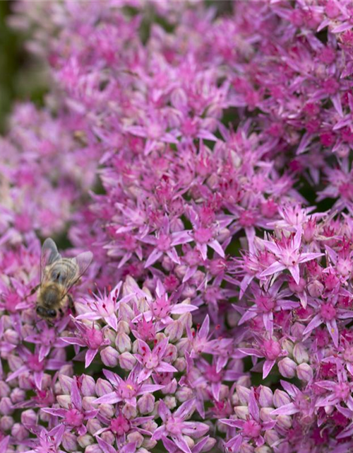 Sedum spectabile Carl