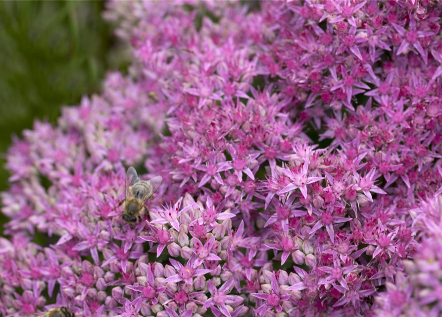 Sedum spectabile Carl