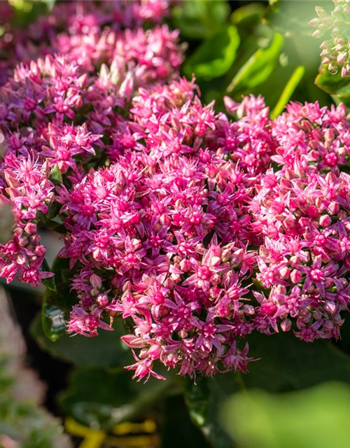 Sedum spectabile Carl