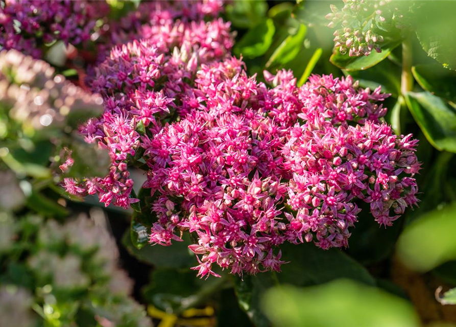 Sedum spectabile Carl