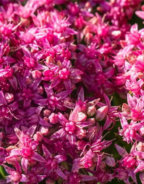 Sedum spectabile Carl