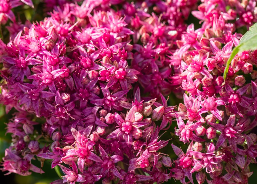 Sedum spectabile Carl