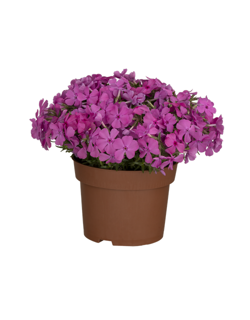 Phlox subulata Atropurpurea