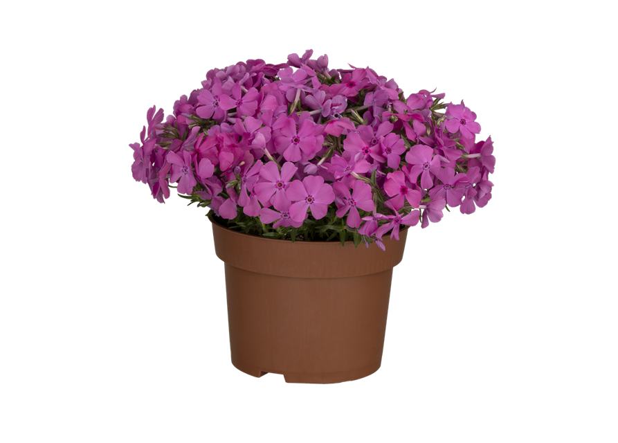 Phlox subulata Atropurpurea