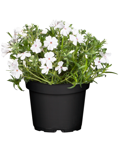 Phlox subulata White Delight