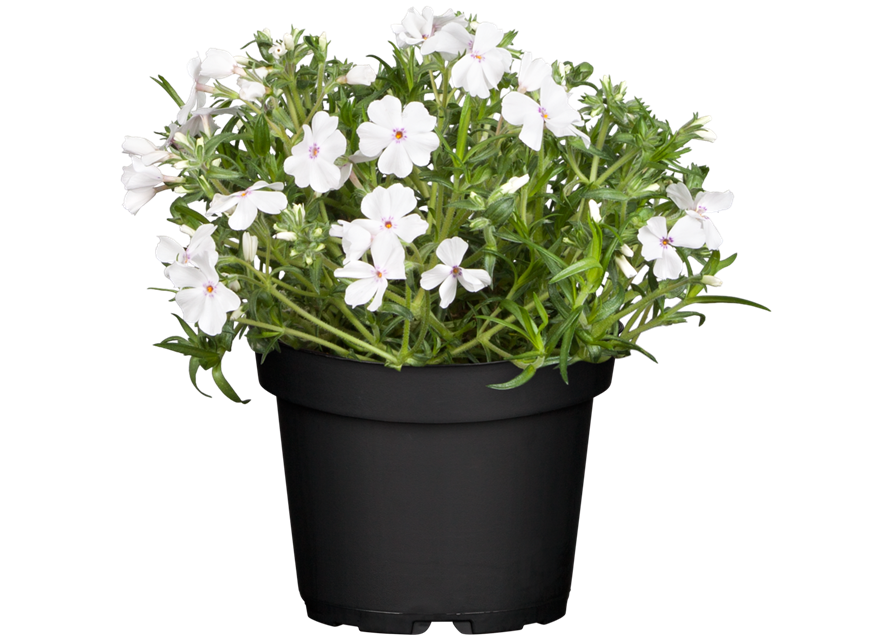 Phlox subulata White Delight