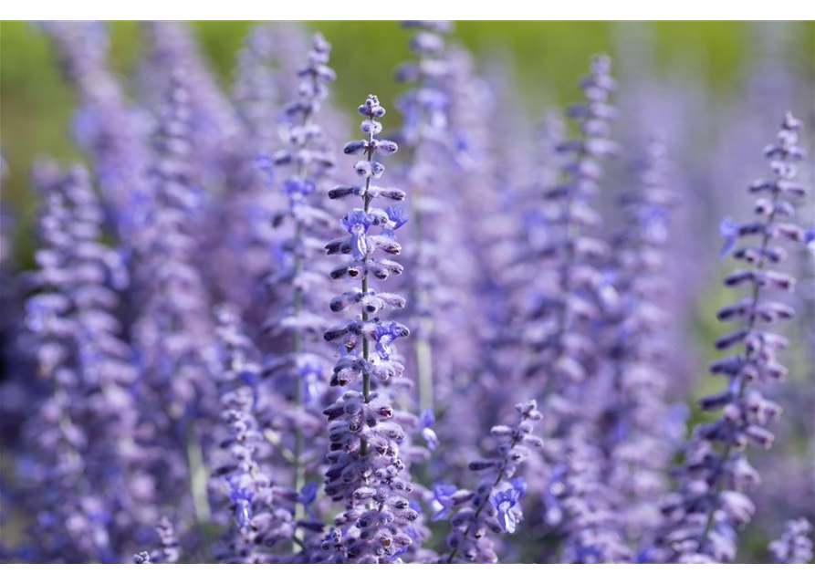 Perovskia atriplicifolia Blue Steel