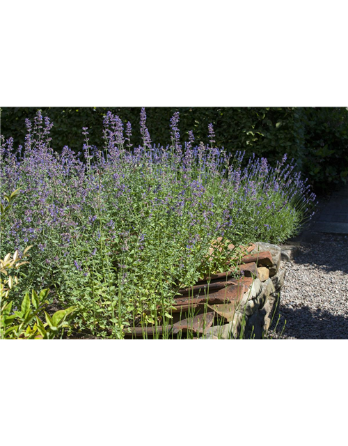 Perovskia atriplicifolia Blue Steel