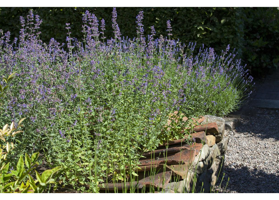 Perovskia atriplicifolia Blue Steel