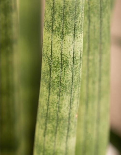 Sansevieria cylindrica Spaghetti T9