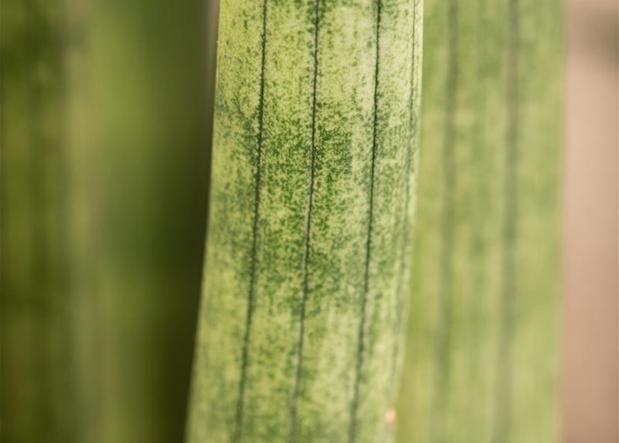 Sansevieria cylindrica Spaghetti T9