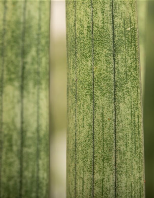 Sansevieria cylindrica Spaghetti