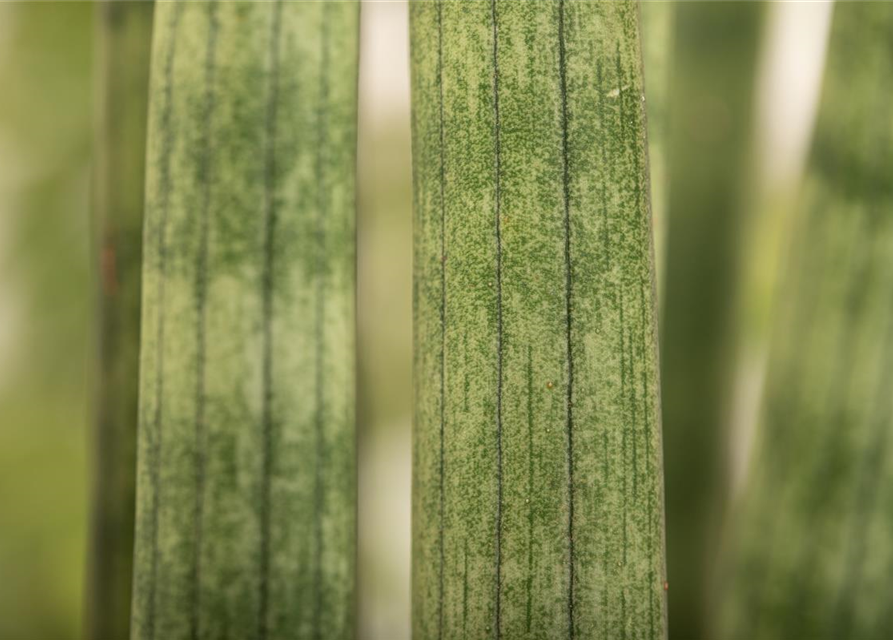 Sansevieria cylindrica Spaghetti