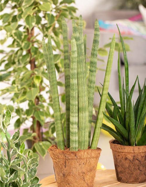 Sansevieria cylindrica Spaghetti