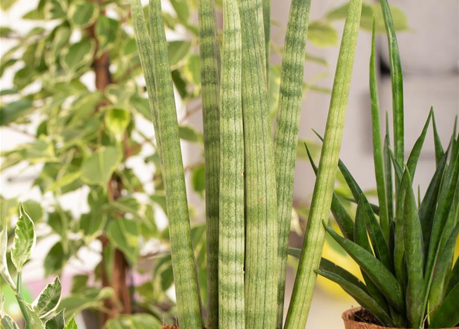 Sansevieria cylindrica Spaghetti