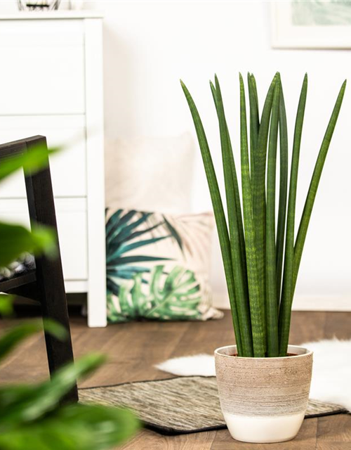 Sansevieria cylindrica Spaghetti