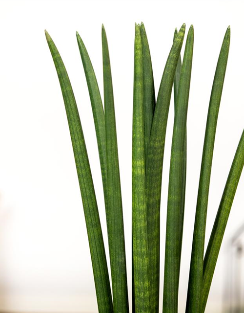 Sansevieria cylindrica Spaghetti